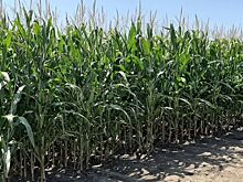 США намерены защищать свой экспорт ГМО кукурузы в Мексику