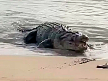 Четырехметровый крокодил съел двух акул на глазах у рыбаков