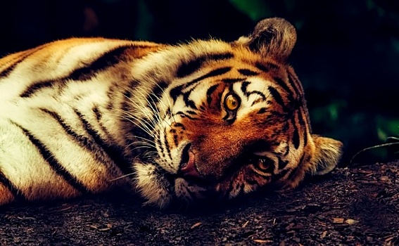 Состояние тигра в реабилитационном центре «Утес» резко ухудшилось
