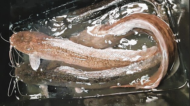 В Тюменской области подвели итоги развития рыбоводства за 2025 год