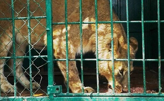 Депутаты Госсовета РТ поддержали закон о запрете передвижных зоопарков и цирков