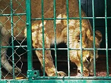 Депутаты Госсовета РТ поддержали закон о запрете передвижных зоопарков и цирков