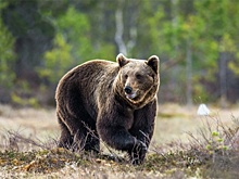 К Омским границам приближаются дикие медведи