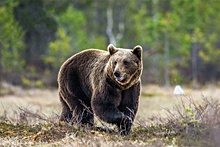 К Омским границам приближаются дикие медведи