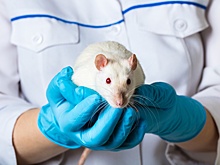 Созданный в МГУ препарат позволил бесплодным самцам крыс вылечиться