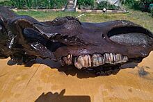 Россиянин нашел череп шерстистого носорога