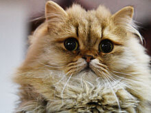 Кошки оказались особенно восприимчивыми к коронавирусу