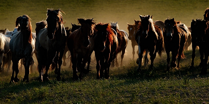 Бегущие лошади во Внутренней Монголии