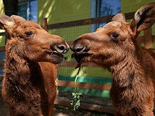 Выбрано самое смешное фото дикой природы 2017 года