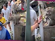 Примат, своровавший очки, был ограблен туристом