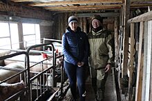 В олекминском селе молодые фермеры построили двухэтажную свиноферму