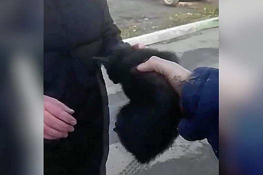 Видео: чёрный котёнок забрался под капот машины и застрял — выручать его приехали спасатели