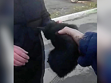 Видео: чёрный котёнок забрался под капот машины и застрял — выручать его приехали спасатели