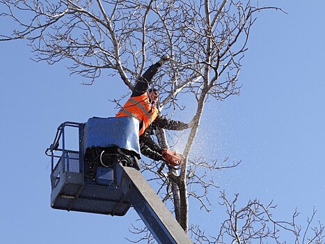 В КЧР многодетным и малообеспеченным семьям раздали 2 тыс. саженцев фруктовых деревьев
