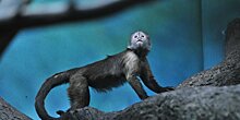 В Китае клонировали пять обезьян со "встроенной" в ДНК бессонницей