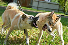 Собачьи бои могут обернуться для их организаторов крупными штрафами