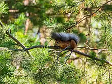 Холод без дождя обещают синоптики новосибирцам в Куприянов день 13 сентября