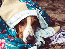 Почему народ взбунтовался из-за собак?