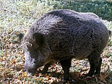 Перебежавший оживленное российское шоссе кабан попал на видео