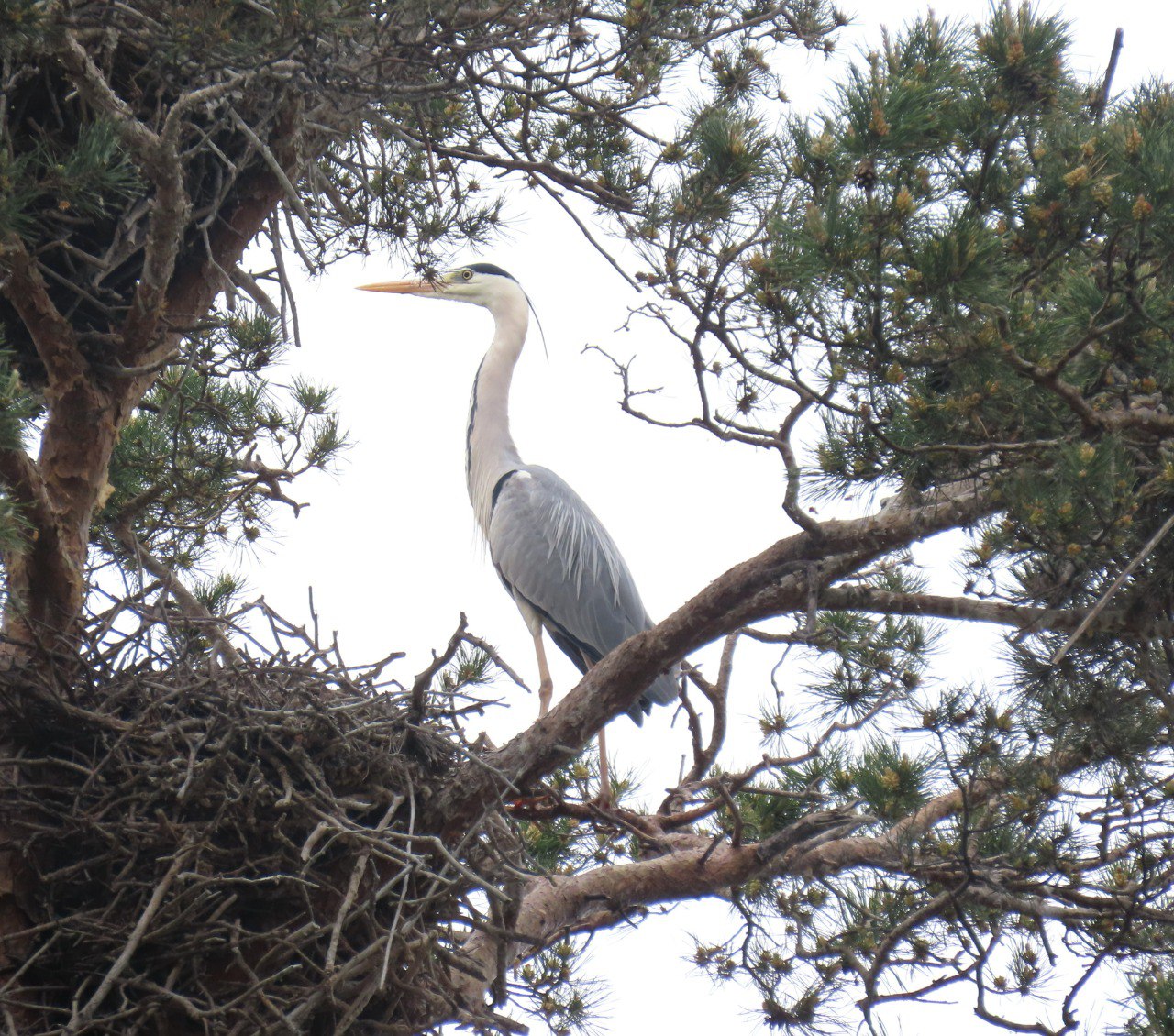 Преподаватель НГУ сфотографировала серую цаплю на верхушке сосны