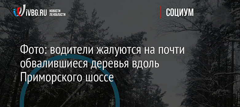 Фото: водители жалуются на почти обвалившиеся деревья вдоль Приморского шоссе
