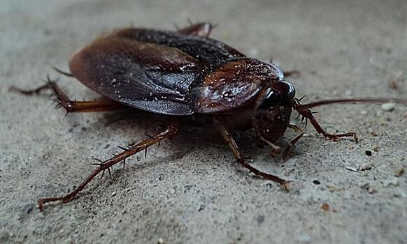 Тараканы научились использовать приемы карате для защиты