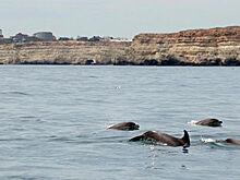 В Италии туристы спасли семью дельфинов