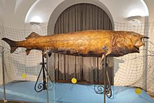 Чучело гигантской белуги выставил Нацмузей Татарстана к своему 128-летию