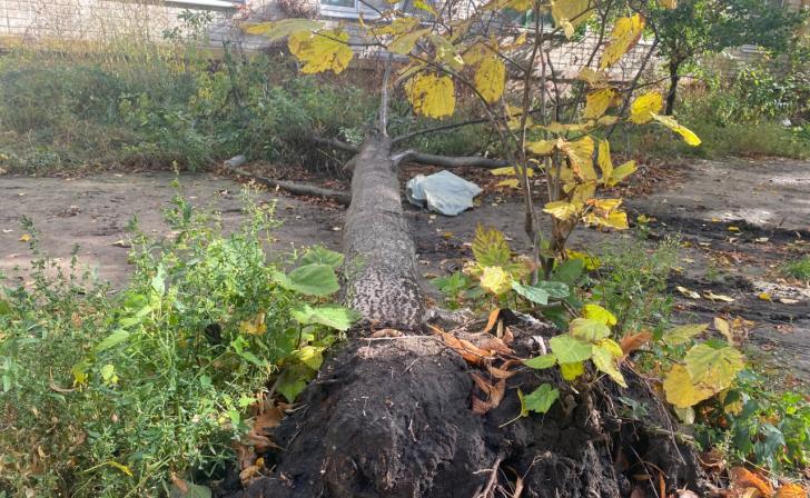 В Курске вчера сильный ветер повалил 7 деревьев