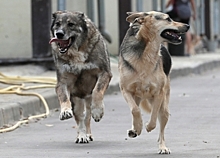 Бездомных собак отловили в после обращения жителя в «Добродел»