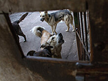 В Мурманске неизвестные разгромили приют для животных