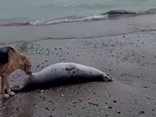 Более 320 мертвых тюленей обнаружено на берегу Каспийского моря