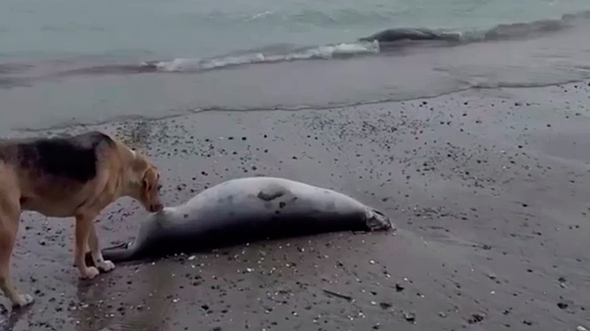 Более 320 мертвых тюленей обнаружено на берегу Каспийского моря