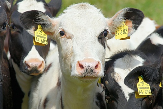 Экспорт продукции животноводства из России ограничивает отсутствие идентификации скота