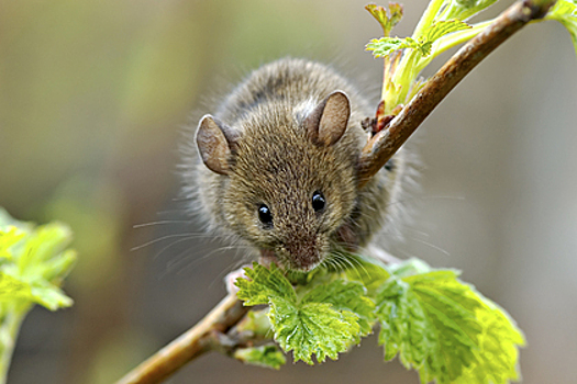 В Роспотребнадзоре назвали способ защититься от оспы обезьян