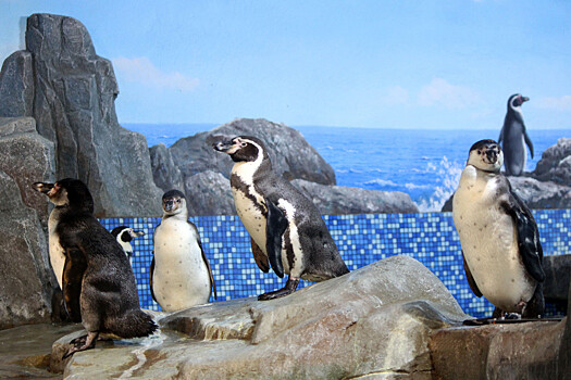 Четыре новых пингвина поселились в нижегородском «Лимпопо»