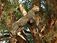 Пес спас школьника от нападения леопарда