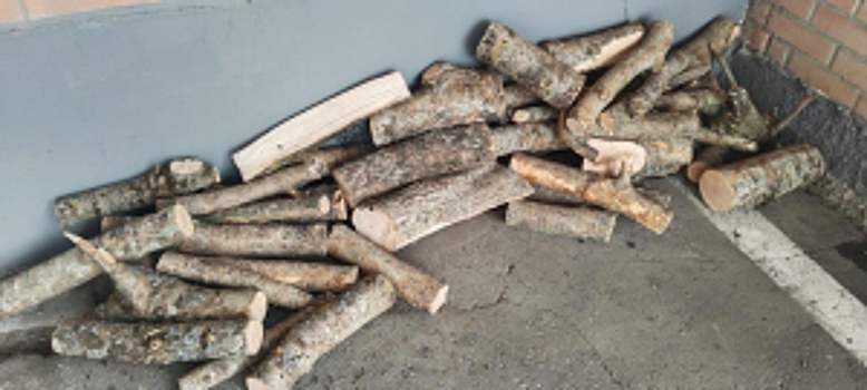 Сотрудники полиции задержали подозреваемого в незаконной вырубке деревьев ценной породы в Северной Осетии