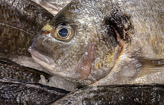В Тюменской области изъяли более 1,5 тонны некачественной рыбы