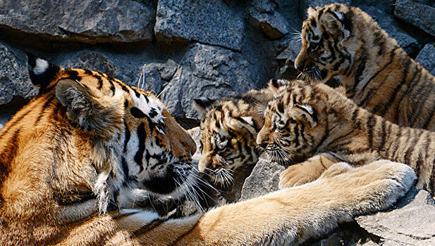 Видео с тигрятами в зоопарке Барнаула за сутки набрало 200 тысяч просмотров