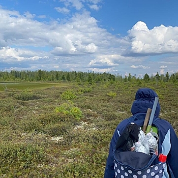 На Ямале учёные изучают хасырей и лес на мёрзлых болотах