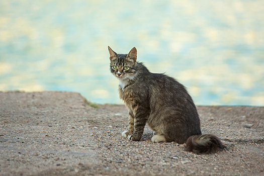 Тверской кот поселился в «Газели»