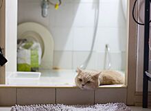 Фелинолог Малых: мыть кошку можно не чаще 5–6 раз в год