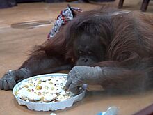 Орангутан Лола из зоопарка Удмуртии отпраздновала свое 25-летие