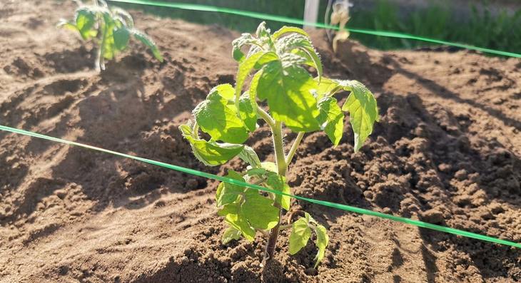 Когда сажать помидоры в башкирии. Томат москвич рассада. Посадка томатов в открытый грунт рассадой. Календарь посева семян в открытый грунт. Срок высадки томатов на рассаду.