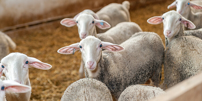 Российские фермеры скрестили лаконов с дагестанской горной овцой, чтобы сделать знаменитый рокфор