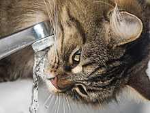 Сутки без горячей воды проведут жители Бердска