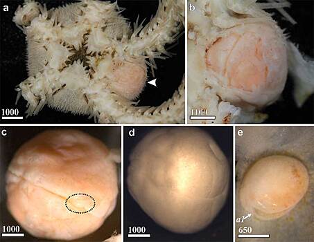 В глубоководных иглокожих нашли два новых видах паразитирующих раков