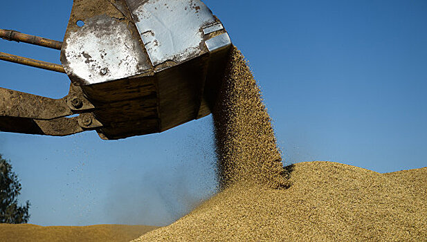 Алтайские аграрии собрали более 5 миллионов тонн зерна