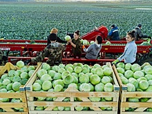Томская область – первая в СФО по урожайности овощей открытого грунта